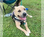 Small Photo #11 American Pit Bull Terrier-American Staffordshire Terrier Mix Puppy For Sale in Spotsylvania, VA, USA
