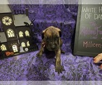 Puppy Millicent Great Dane
