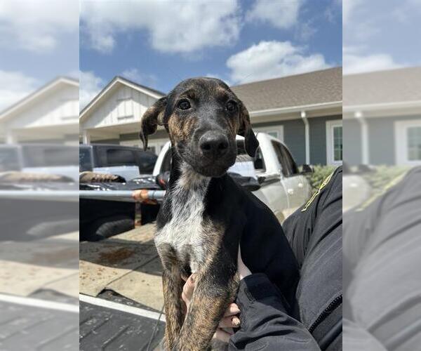Medium Photo #1 German Shorthaired Pointer-Unknown Mix Puppy For Sale in San Antonio, TX, USA