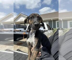 German Shorthaired Pointer-Unknown Mix Dogs for adoption in San Antonio, TX, USA