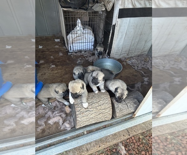 Medium Photo #6 Kangal Dog Puppy For Sale in NORCO, CA, USA