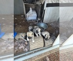 Small #5 Kangal Dog