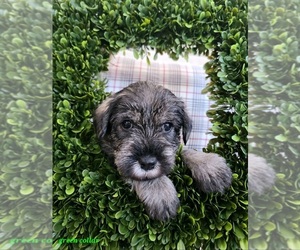 Medium Schnauzer (Standard)