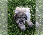 Puppy Leo Schnauzer (Standard)