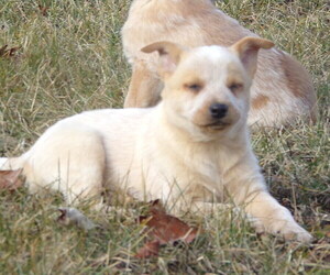 Australian Cattle Dog Puppy for sale in PINE GROVE, PA, USA