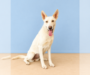 ELLEN - Female Carolina Dog Dog for Adoption - Photo #2