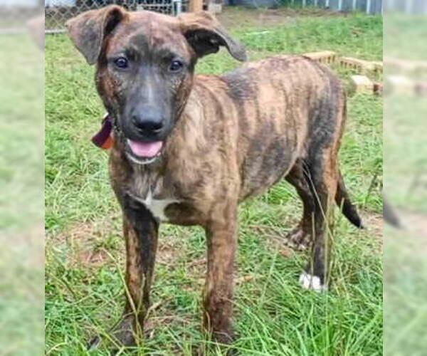 Medium Photo #2 Catahoula Leopard Dog-Labrador Retriever Mix Puppy For Sale in Frankston, TX, USA