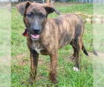 Small #1 Catahoula Leopard Dog-Labrador Retriever Mix