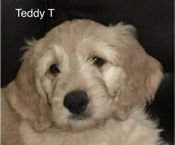 Medium Photo #1 Goldendoodle Puppy For Sale in PALO CEDRO, CA, USA