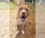 Small #2 American Pit Bull Terrier Mix