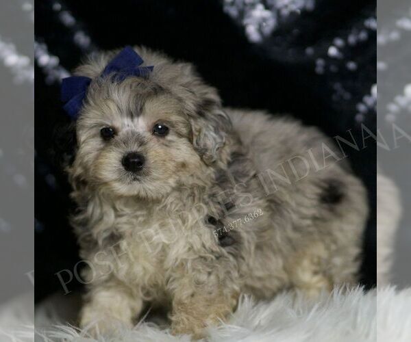 Medium Photo #4 Maltipoo Puppy For Sale in WARSAW, IN, USA
