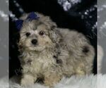 Small #3 Maltipoo