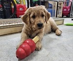 Small Photo #29 Golden Retriever Puppy For Sale in EARLHAM, IA, USA