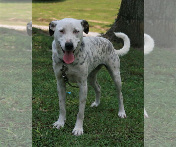 Medium Photo #2 Dalmatian-Labrador Retriever Mix Puppy For Sale in Attalka, AL, USA