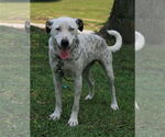 Small #1 Dalmatian-Labrador Retriever Mix