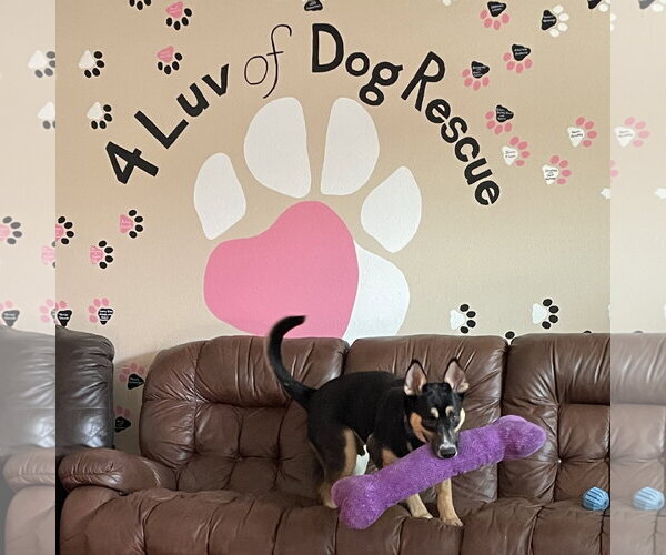 Medium Photo #4 Siberian Husky-Unknown Mix Puppy For Sale in Fargo, ND, USA