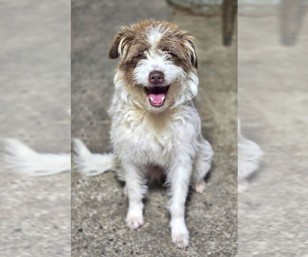 Medium Photo #2 Border Collie-Poodle (Miniature) Mix Puppy For Sale in Crandall, GA, USA