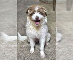 Small Photo #2 Border Collie-Poodle (Miniature) Mix Puppy For Sale in Crandall, GA, USA
