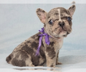 French Bulldog Puppy for sale in NEW YORK, NY, USA