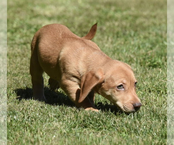Medium Photo #4 Dachsador Puppy For Sale in Mechanicsburg, PA, USA