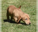 Small #3 Dachsador