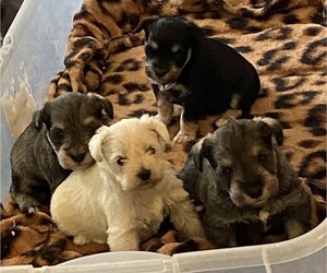 Schnauzer (Miniature) Puppy for sale in MEDINA, TN, USA