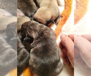 Pug Puppy for sale in GARFIELD, KY, USA