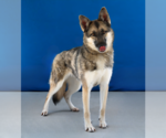 Small #1 German Shepherd Dog