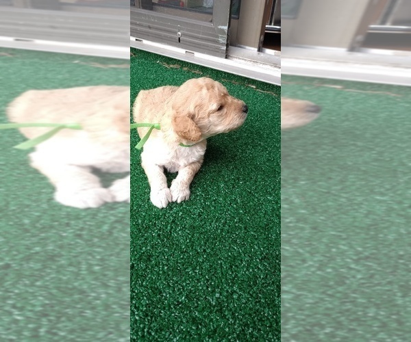 Medium Photo #4 Poodle (Miniature) Puppy For Sale in SOUTHAMPTON, PA, USA