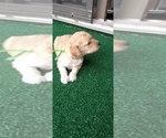Small #3 Poodle (Miniature)