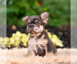 Small #3 French Bulldog