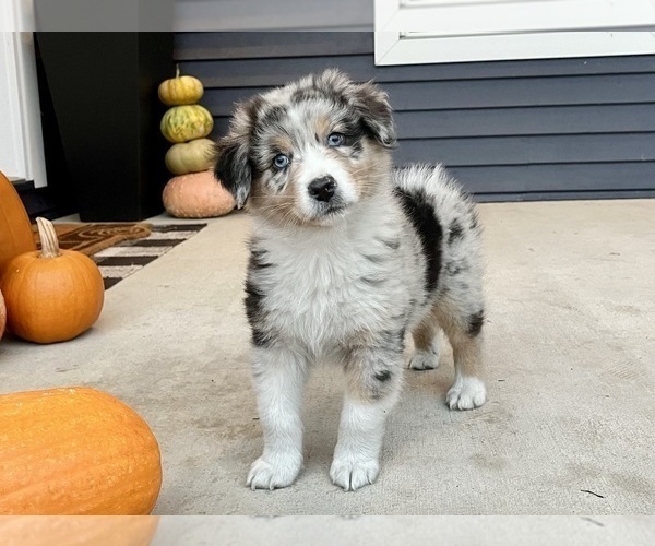 Medium Photo #2 Australian Shepherd Puppy For Sale in LODA, IL, USA