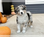 Small #1 Australian Shepherd
