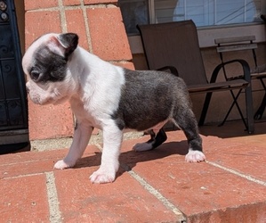 Boston Terrier Puppy for sale in SAN FERNANDO, CA, USA