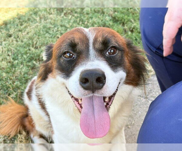 Medium Photo #1 Mutt Puppy For Sale in Tulsa, OK, USA