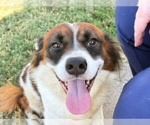 Mutt Dogs for adoption in Tulsa, OK, USA