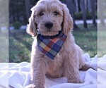 Small Photo #3 Goldendoodle Puppy For Sale in ROUGEMONT, NC, USA