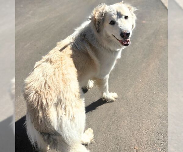 Medium Photo #1 Anatolian Shepherd Puppy For Sale in Aurora, CO, USA