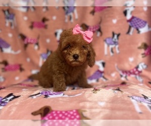 Cavapoo Puppy for sale in LAKELAND, FL, USA