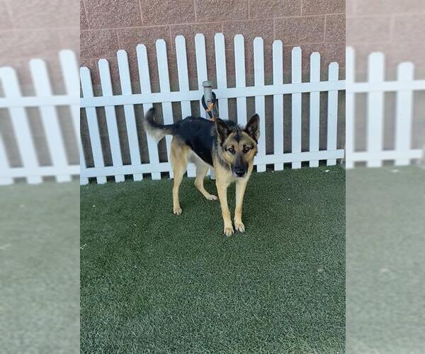 Medium Photo #1 German Shepherd Dog Puppy For Sale in Modesto, CA, USA
