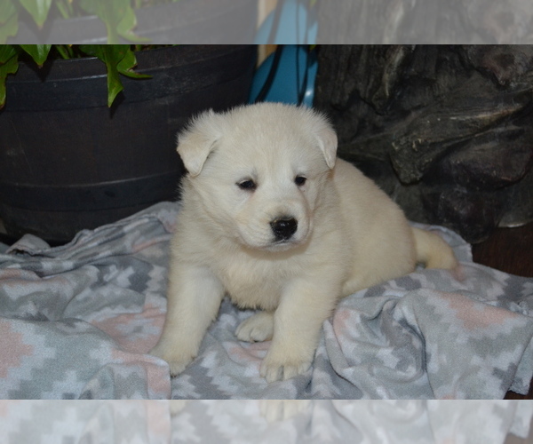 Medium Photo #8 German Shepherd Dog Puppy For Sale in GREENWOOD, WI, USA
