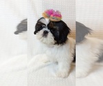 Small #2 Shih Tzu