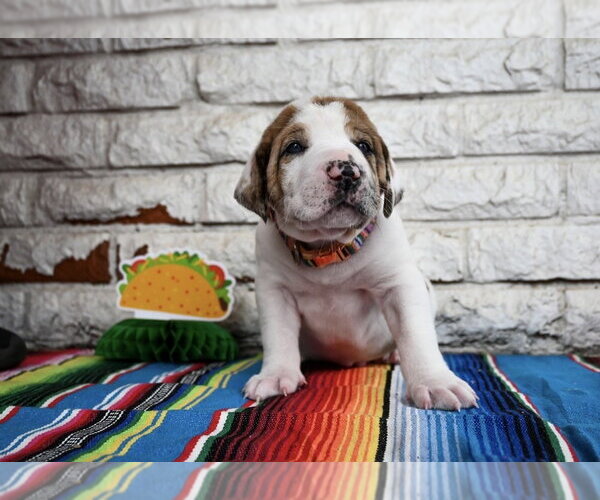 Medium Photo #3 Great Dane-Unknown Mix Puppy For Sale in OKLAHOMA CITY, OK, USA