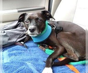 American Bulldog-Whippet Mix Dogs for adoption in Rowayton, CT, USA