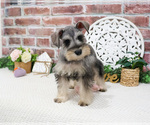 Small #2 Schnauzer (Miniature)