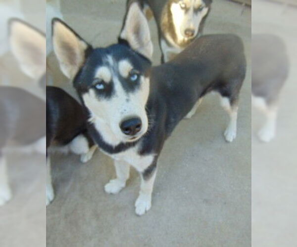 Medium Photo #2 Siberian Husky-Unknown Mix Puppy For Sale in Pacific grove , CA, USA