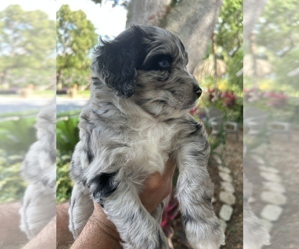 Medium Photo #6 Aussiedoodle Puppy For Sale in LONGWOOD, FL, USA