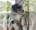 Small Photo #6 Aussiedoodle Puppy For Sale in LONGWOOD, FL, USA