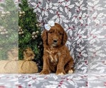 Small Photo #1 Irish Setter-Poodle (Miniature) Mix Puppy For Sale in BIRD IN HAND, PA, USA