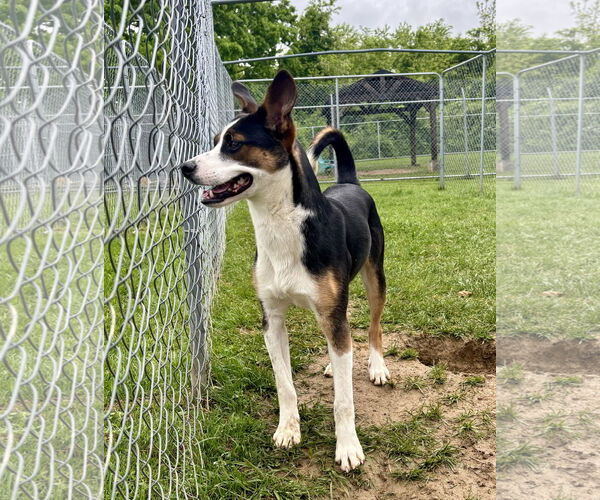 Medium Photo #1 Mutt Puppy For Sale in Lewisburg, WV, USA